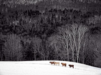 Vermont March 2013-2