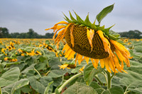 Sunflowers/Poolsville